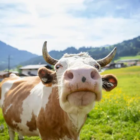 Lägenhet Haus Sonnblick Penthouse *